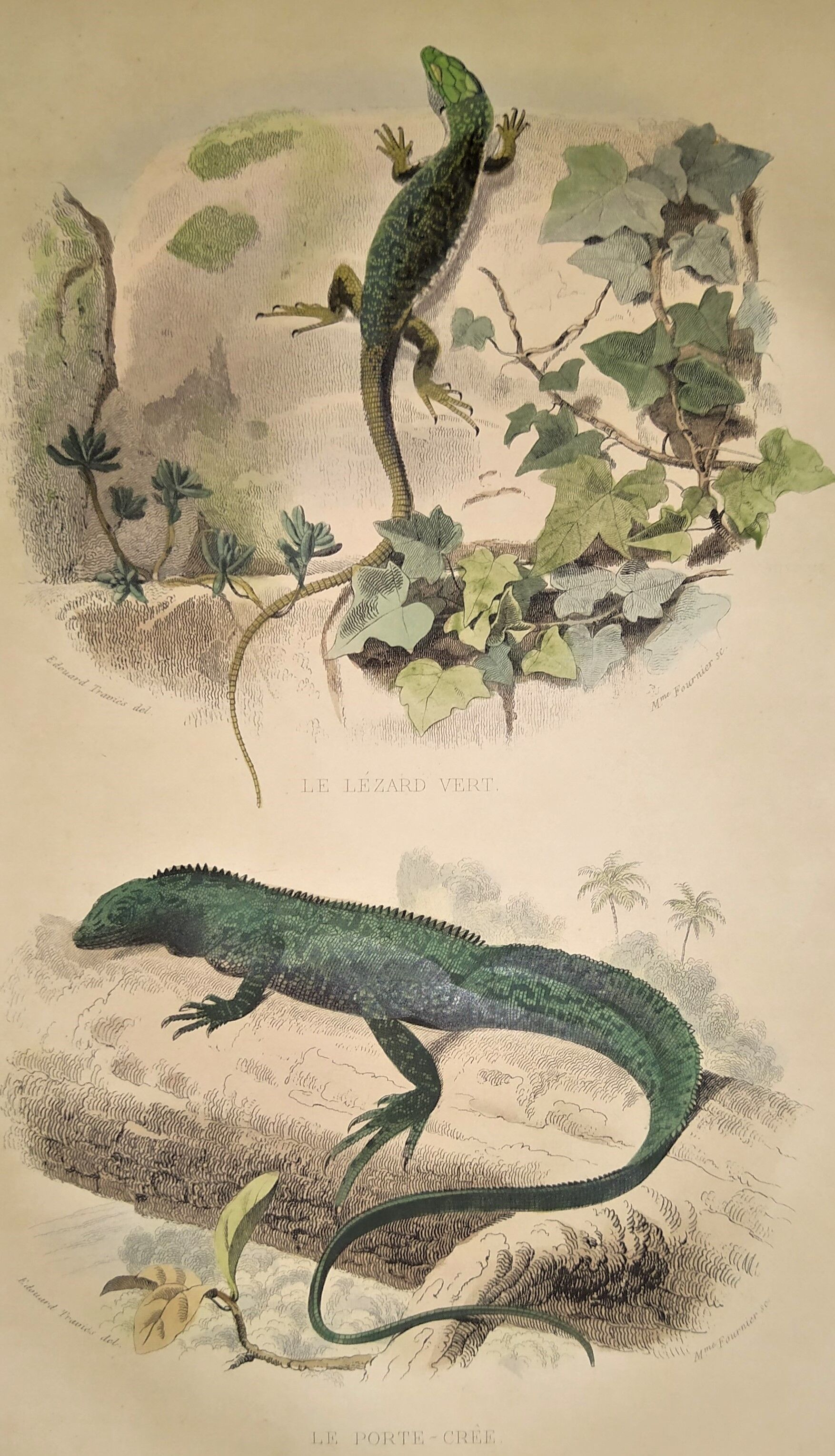 Original zoological plate of 1839 " the green lizard & the porte-crée "