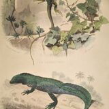 Original zoological plate of 1839 " the green lizard & the porte-crée "