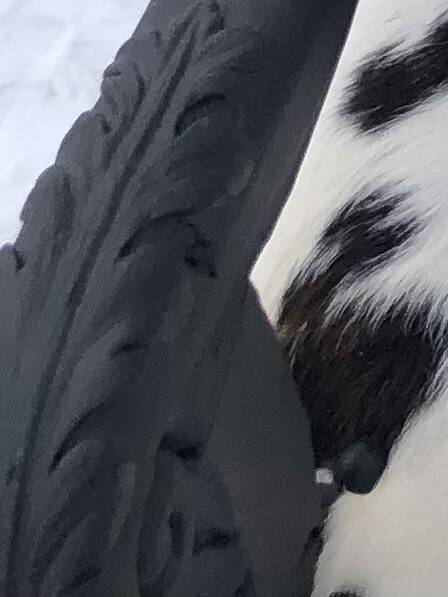 Cowhide armchair