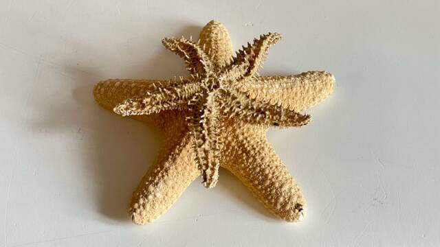 Vintage starfish