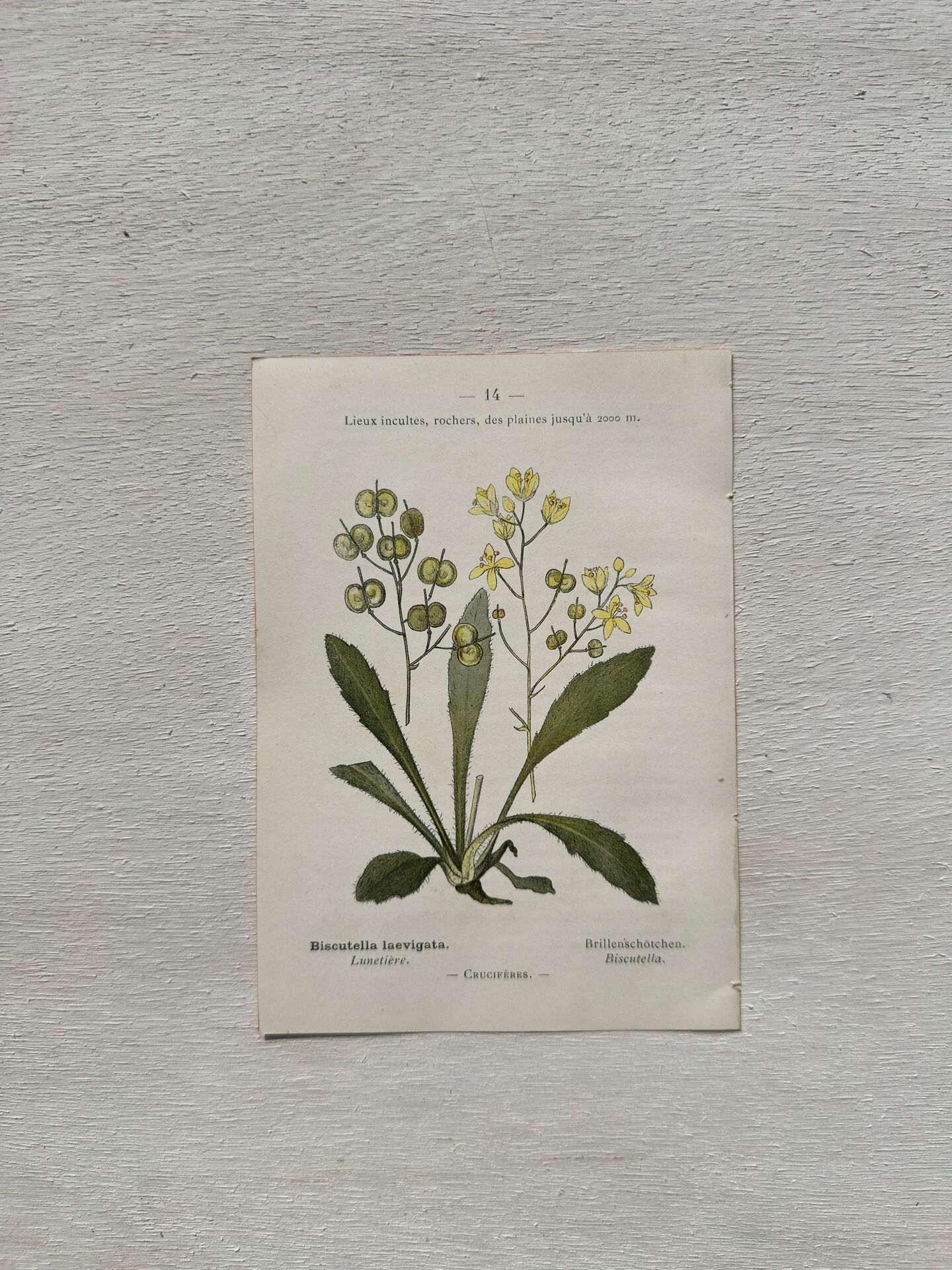 Botanical Plate 1800 Old naturalist engraving 19th century double-sided