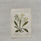 Botanical Plate 1800 Old naturalist engraving 19th century double-sided