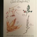 Lot posters ready herbal