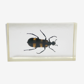 Vintage resin insect