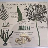 Old poster yRossignol 50s botany plants without flower