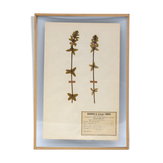 George Bert Herbarium