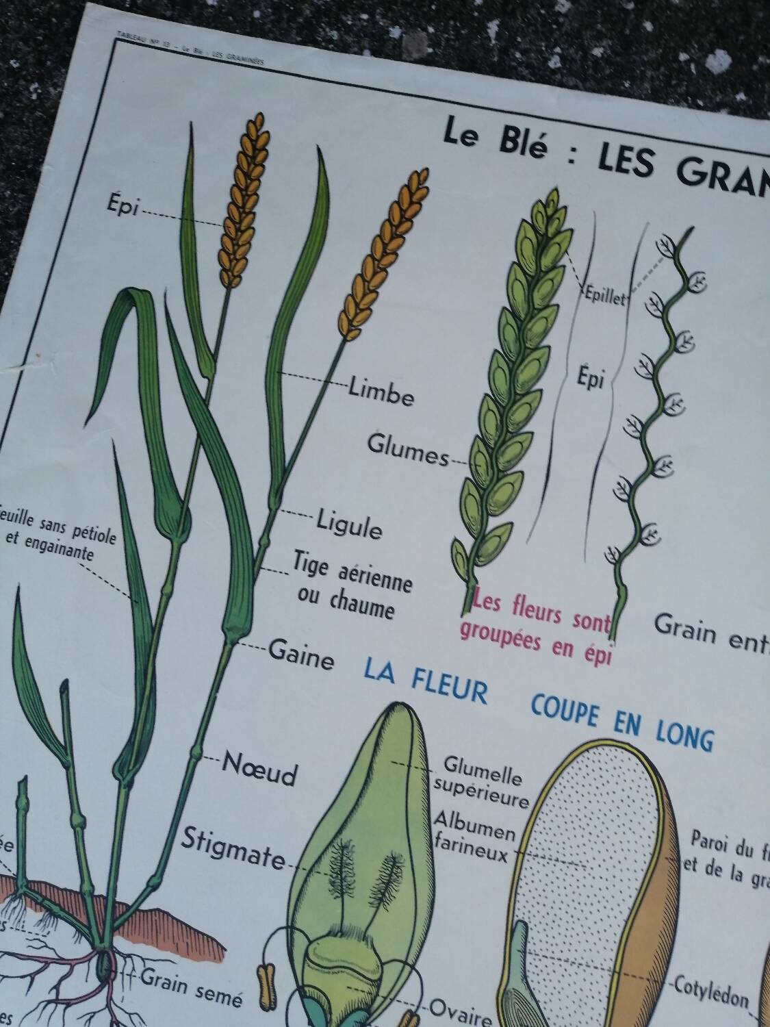 Vintage MDI school poster: Plants without flowers & Wheat, grasses.