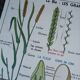 Vintage MDI school poster: Plants without flowers & Wheat, grasses.