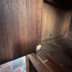 Antique Louis-Philippe wardrobe in walnut burl