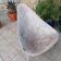 Fauteuil en fibre de verre édition Merat 1950