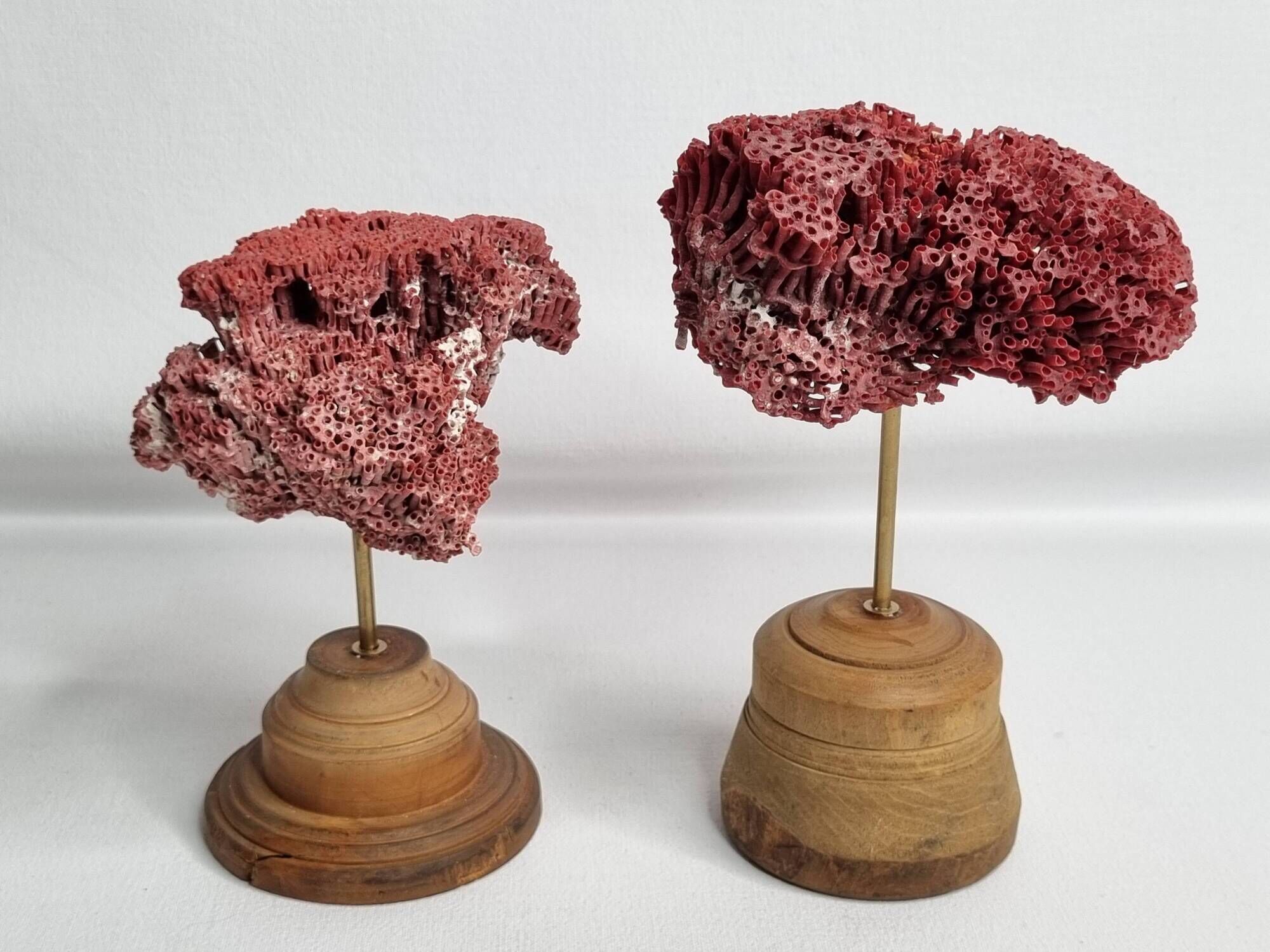 Pair of antique Tubipora musica ornamental corals on base, 17 cm