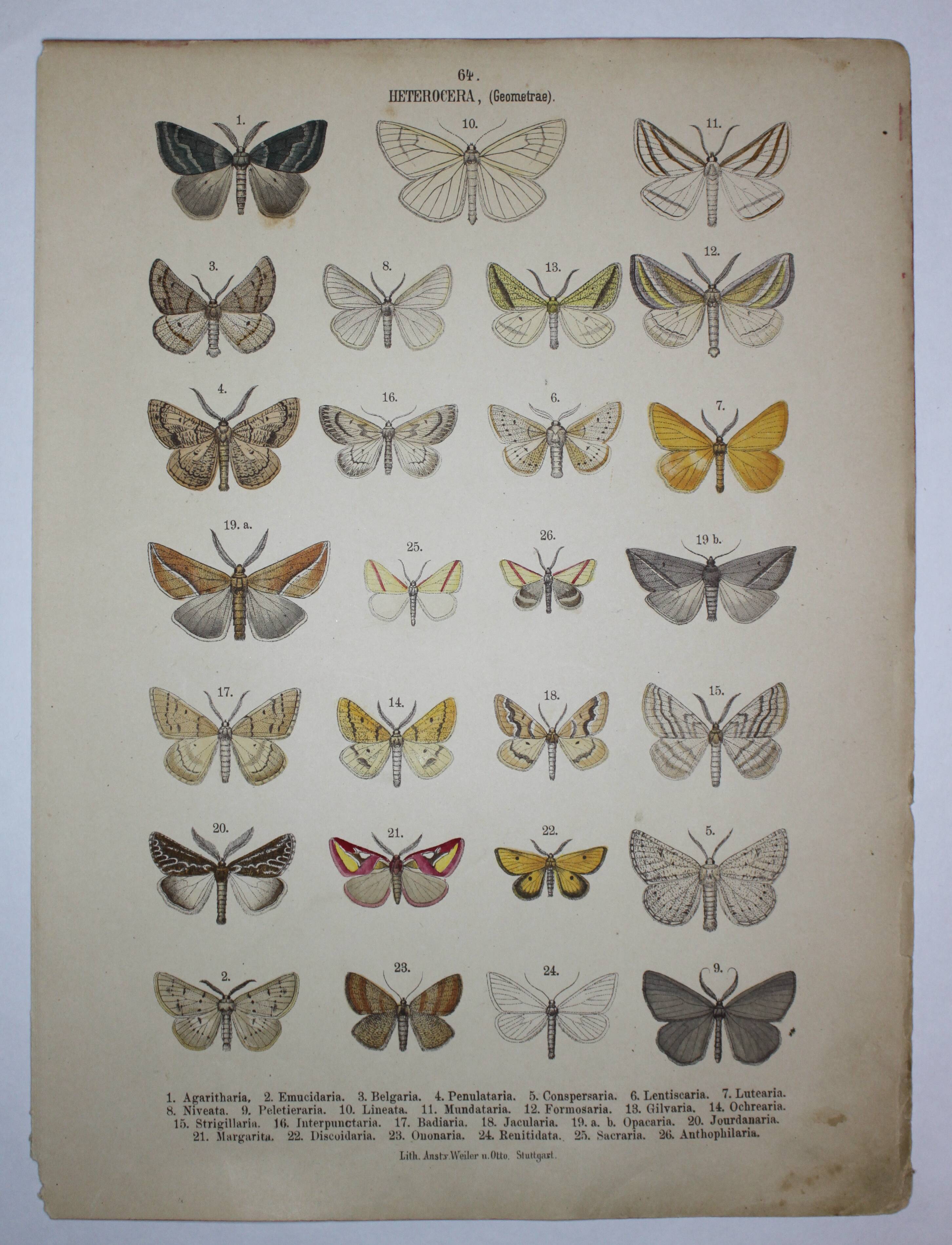 Old engraving of Butterflies - Lithograph from 1887 - Agaritharia - Original illustration