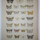 Old engraving of Butterflies - Lithograph from 1887 - Agaritharia - Original illustration