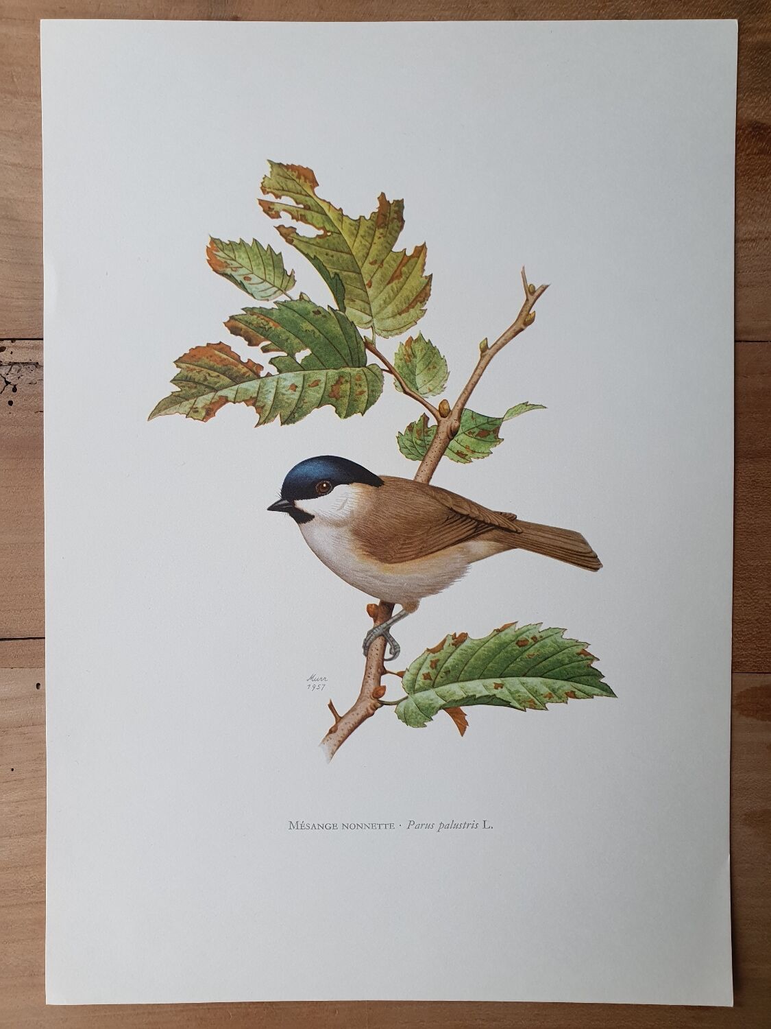 Chickadee bird board