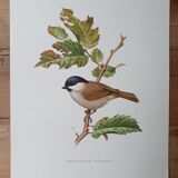 Chickadee bird board