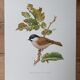 Chickadee bird board