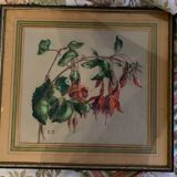 Old pastel Fuchsias framed