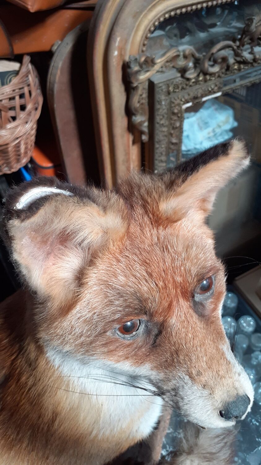 Stuffed fox and naturalized taxidermy