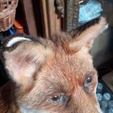 Stuffed fox and naturalized taxidermy