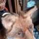 Renard empaillé et naturalisé taxidermie