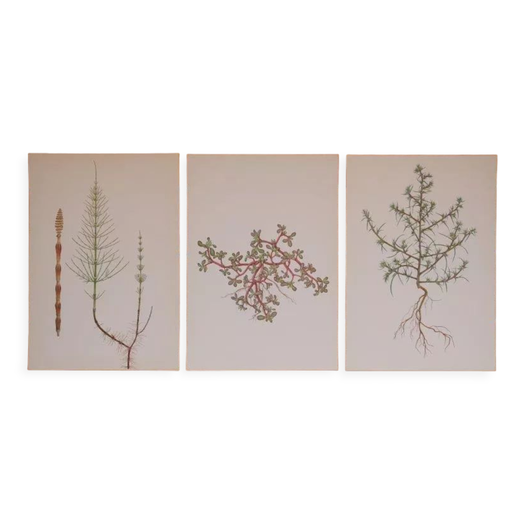 Set of 3 botanical plates Geigy, Prèle, soda and purslane