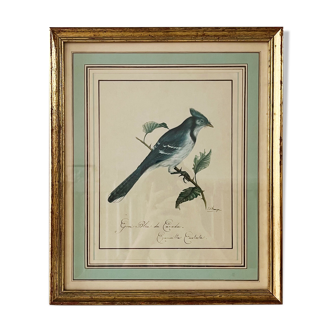 Bird setting