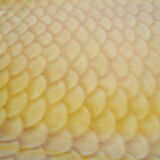 Fish dish sarreguemines