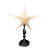 Cabinet of Curiosities starfish poraster superbus on base