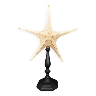 Cabinet of Curiosities starfish poraster superbus on base