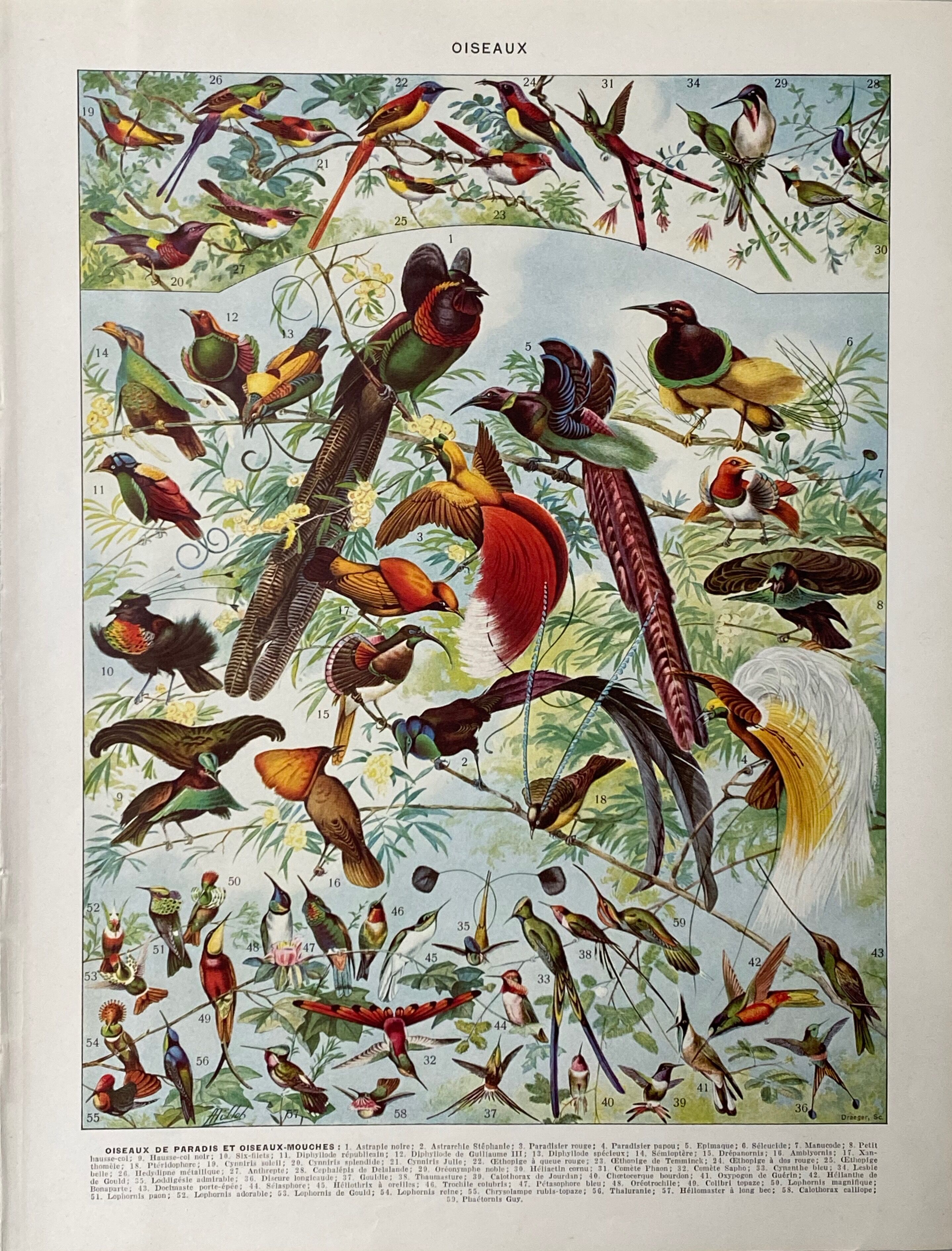 Old illustration Millot "Birds of Paradise"