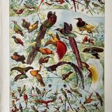 Illustration ancienne Millot "Oiseaux de Paradis"