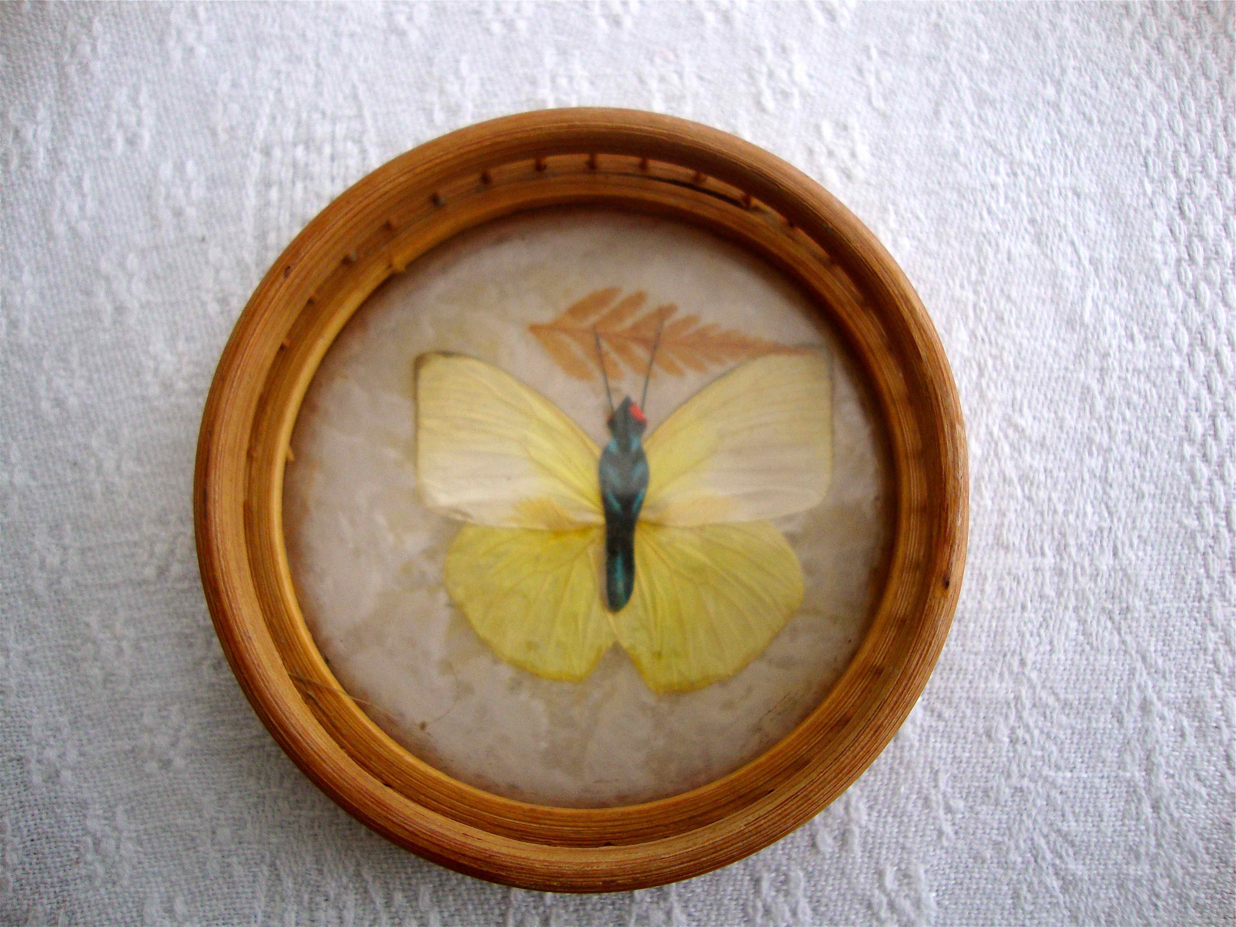 Butterfly tray and coasters