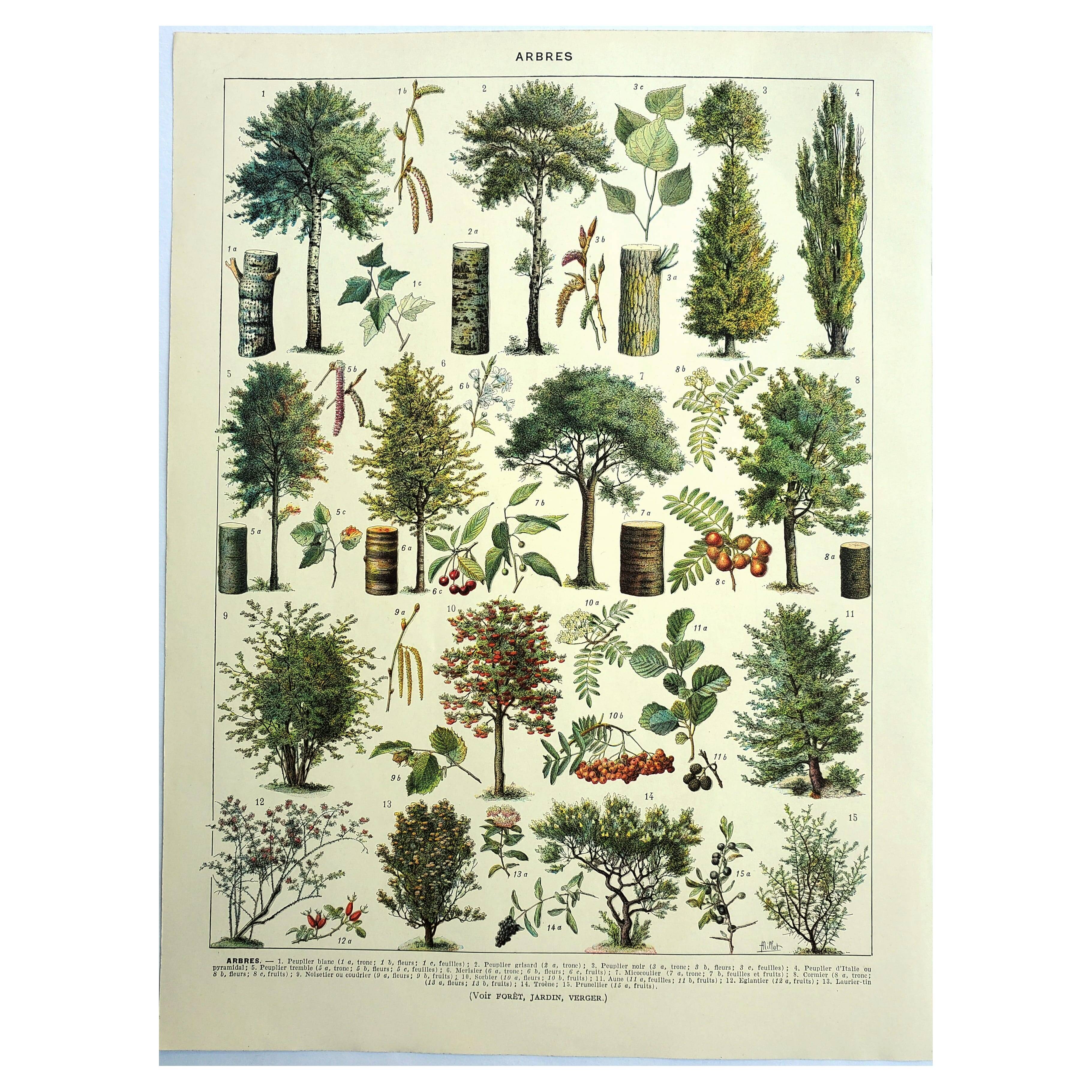 Botanical engraving 1928 A. Millot - Trees 1, bark, trunk, leaves