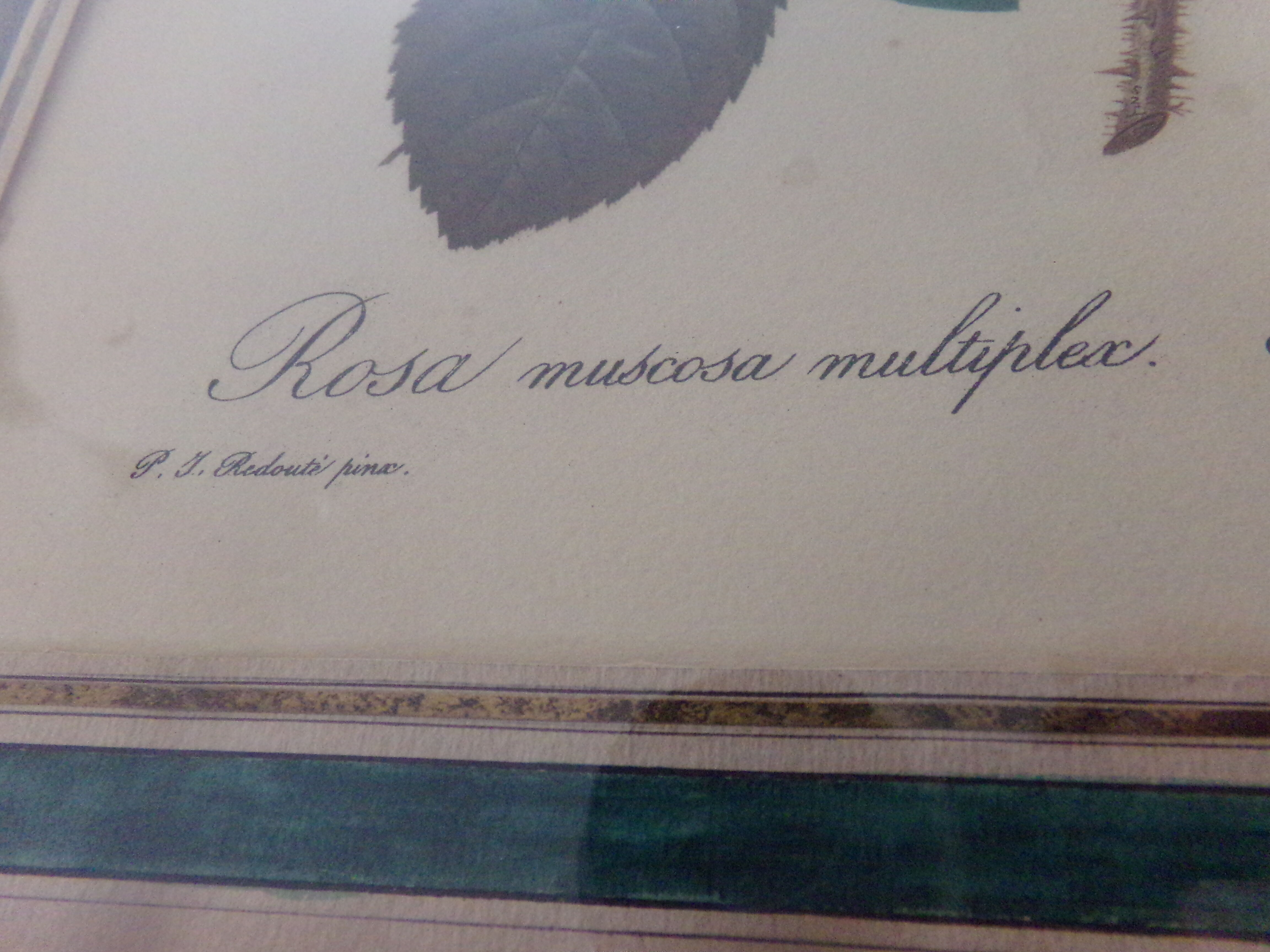 Framed antique lithograph by Pierre-Joseph Redouté