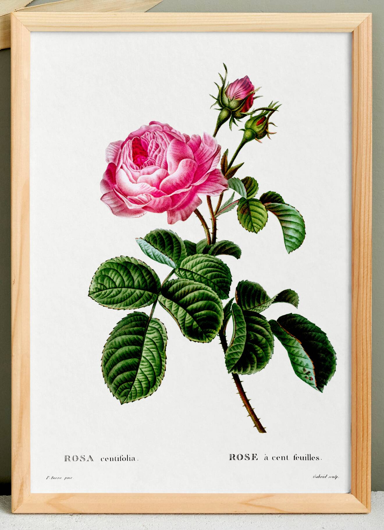 Vintage poster of the hundred-petaled rose, after an 1802 engraving