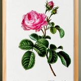 Vintage poster of the hundred-petaled rose, after an 1802 engraving