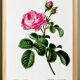 Vintage poster of the hundred-petaled rose, after an 1802 engraving