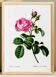 Vintage poster of the hundred-petaled rose, after an 1802 engraving