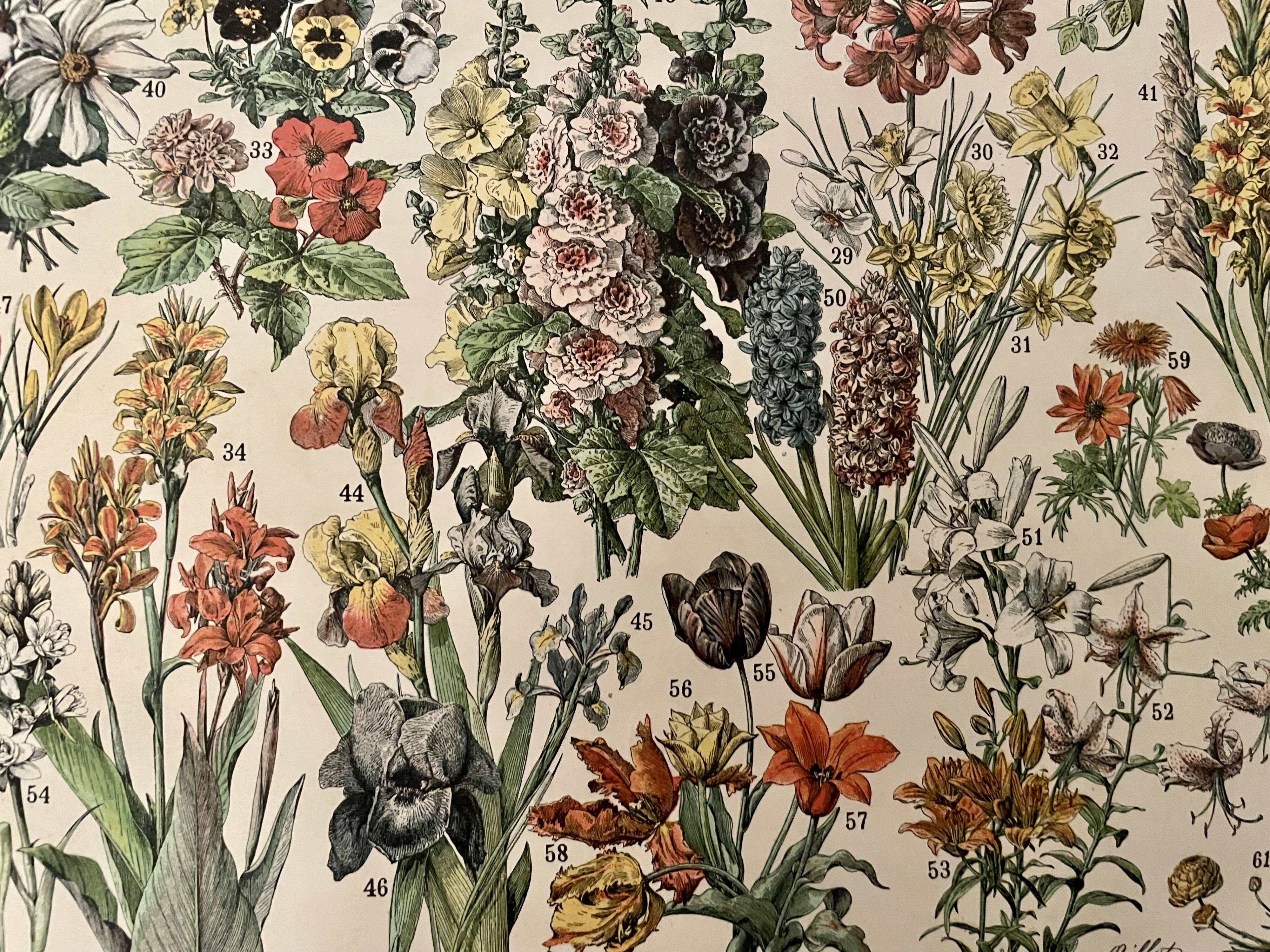 Lithographie sur les fleurs (amarante) - 1900