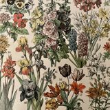 Lithograph on flowers (amaranth) - 1900