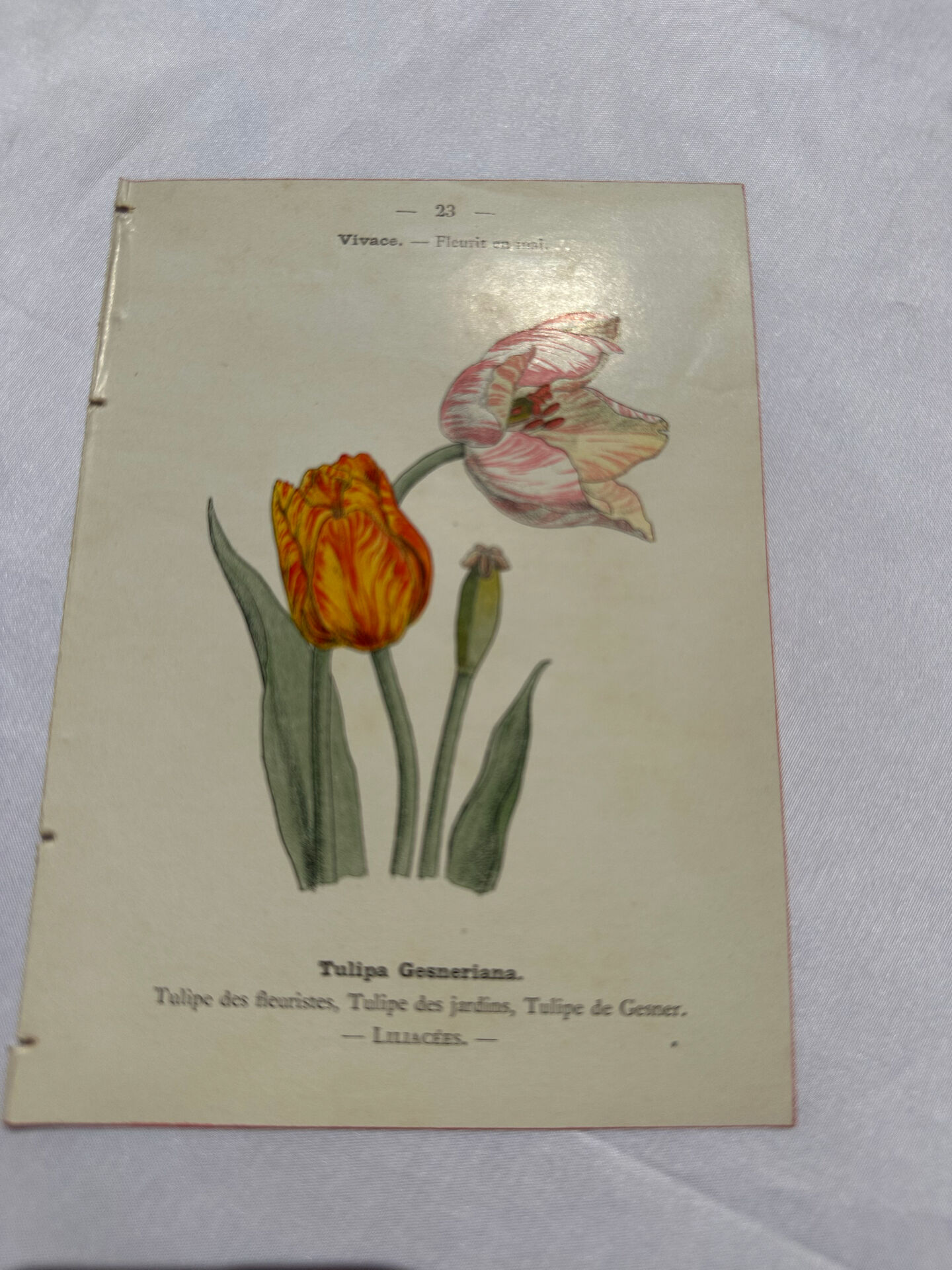 Botanical plate floral engraving naturalist 1800 double-sided
