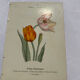 Botanical plate floral engraving naturalist 1800 double-sided
