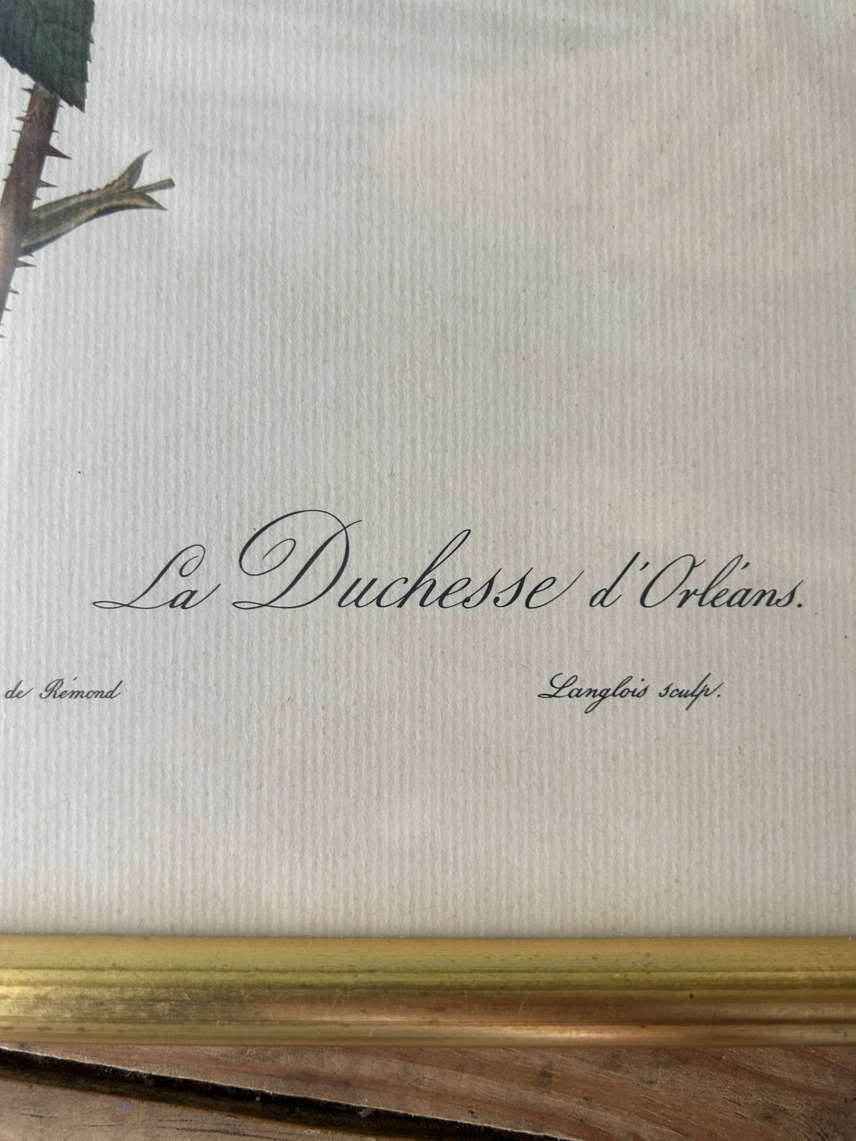 Paire de gravures Redouté