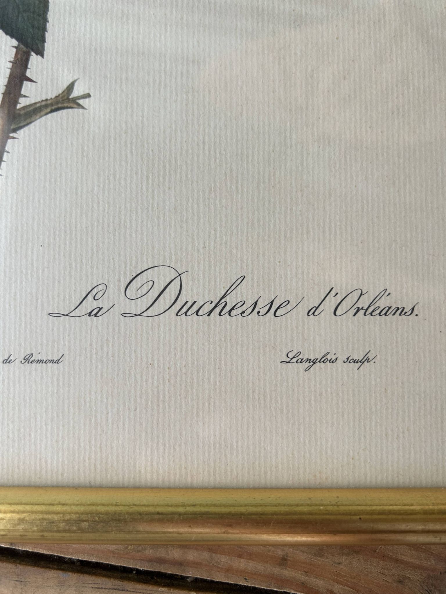 Paire de gravures Redouté