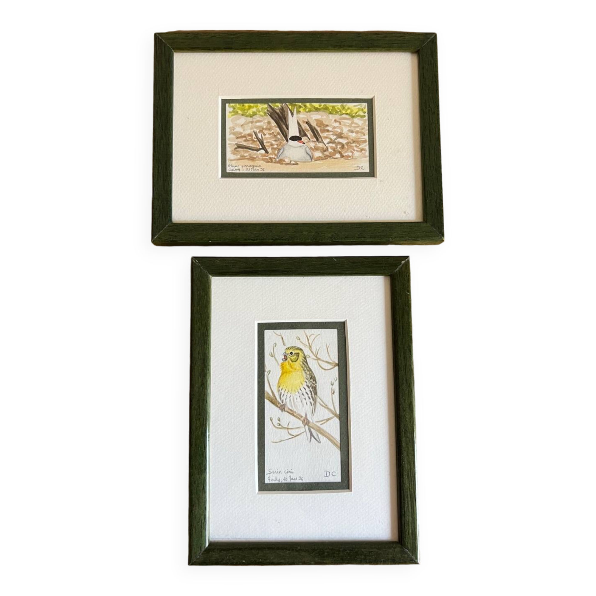 2 watercolors birds
