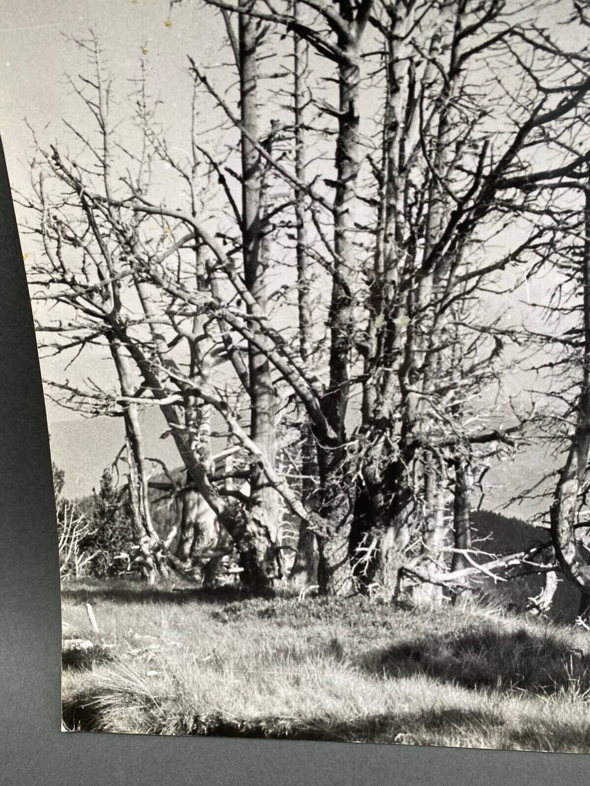 Analog photography by Bernard Darot, Skeletons Club of Nantes