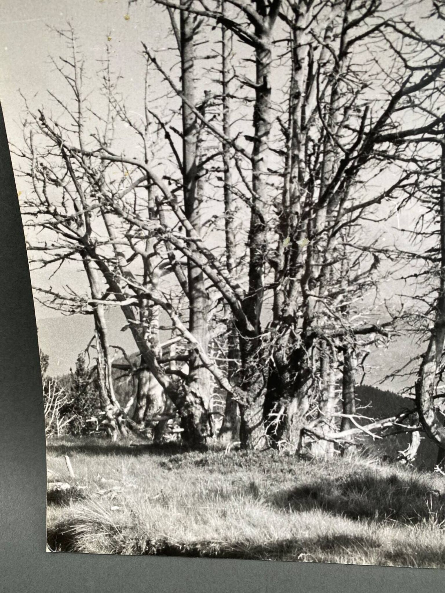 Analog photography by Bernard Darot, Skeletons Club of Nantes