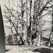 Analog photography by Bernard Darot, Skeletons Club of Nantes