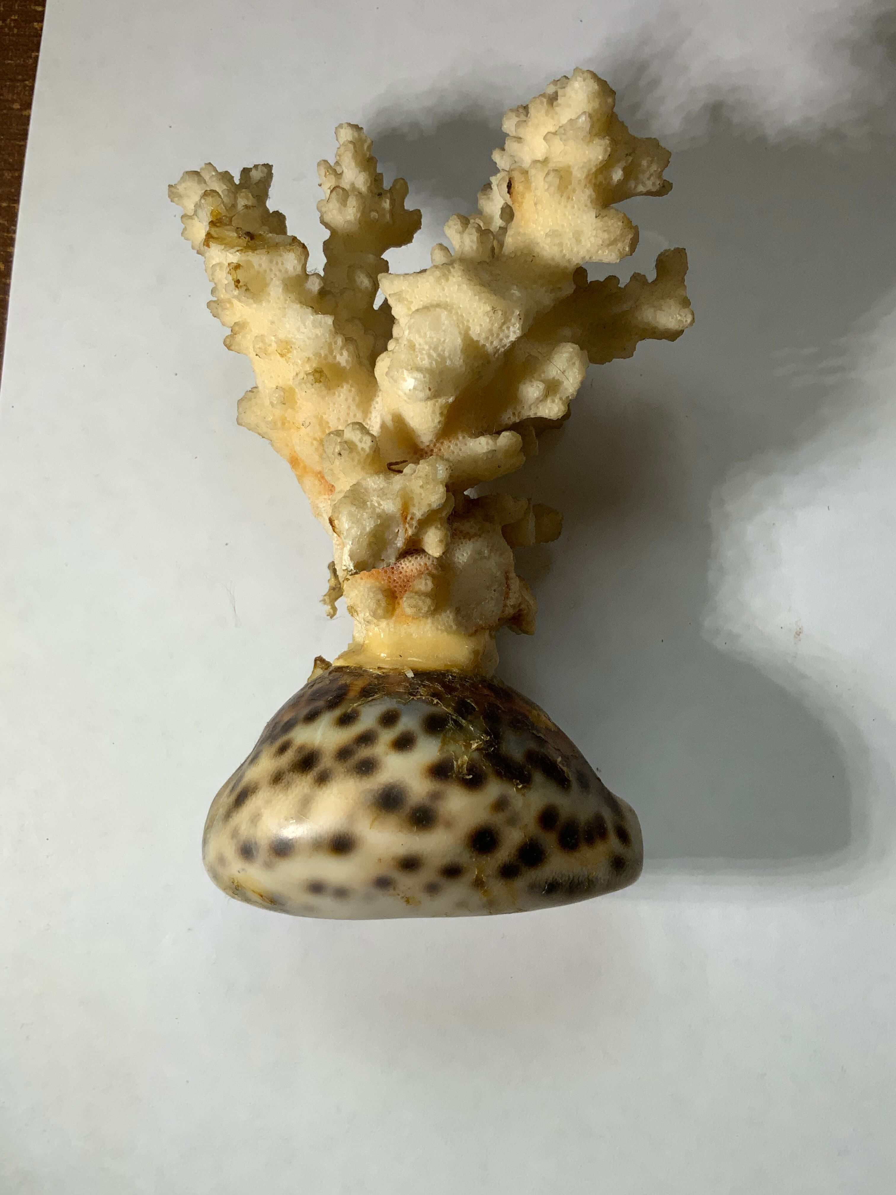 Ancient sculpture coral shell and hyppocampe souvenir vintage pacific