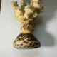 Ancient sculpture coral shell and hyppocampe souvenir vintage pacific